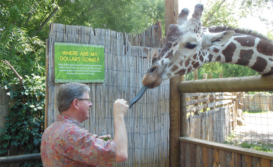 Man Feeding Giraffe